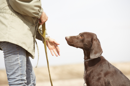 The Trained Canine in New Jersey | Basic Obedience Training
